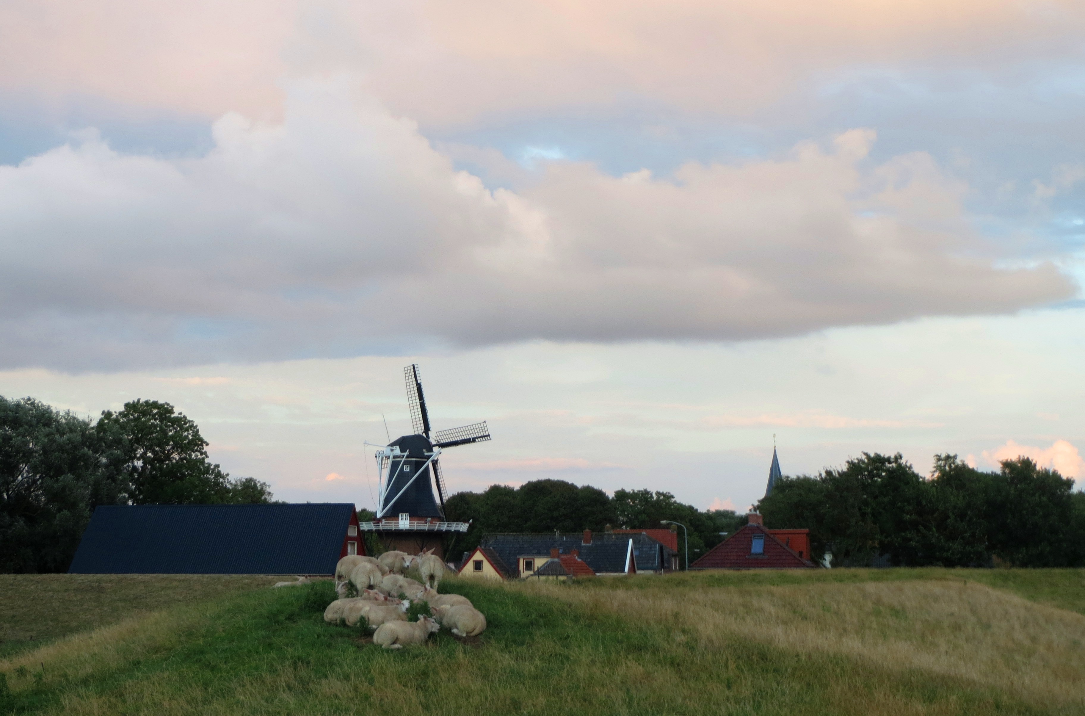 Schapen op de dijk, met op de achtergrond Vierhuizen