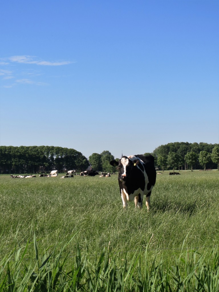 Nieuwsgierige koeien; je komt ze overal tegen