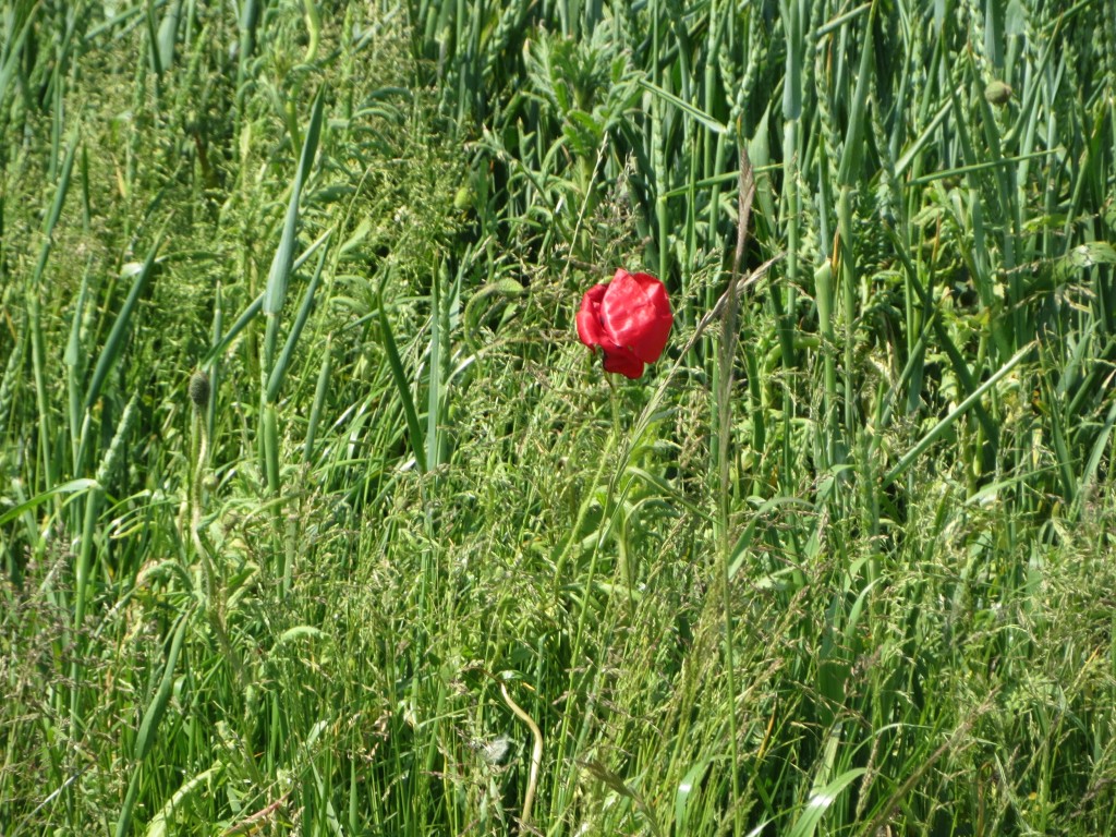 Wilde bloemen tussen de akkers in de Noordpolder