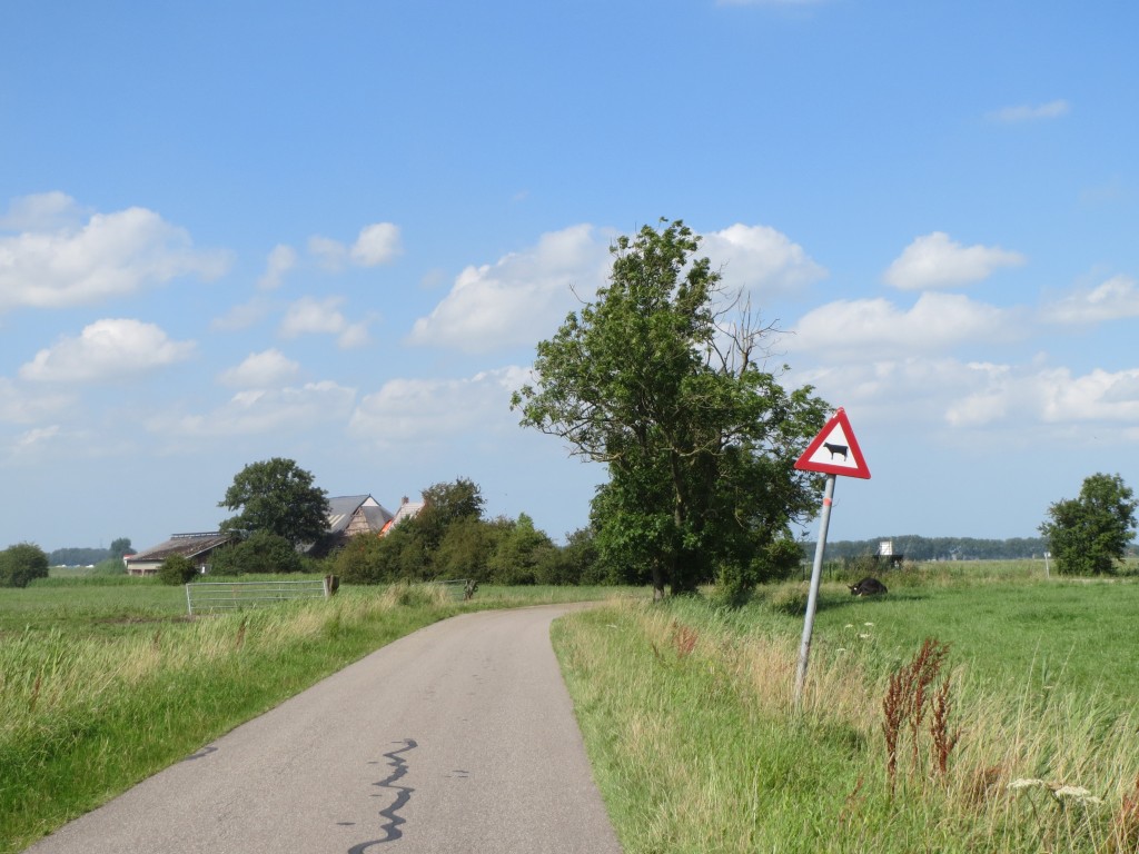 Uitkijken voor overstekende koeien op de Paddepoelsterweg