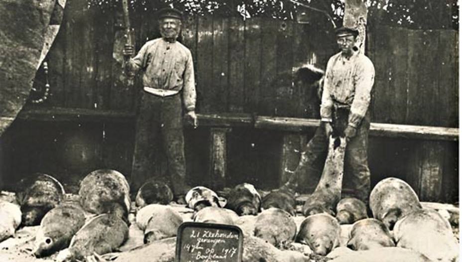 Westernieland,14 juni 1917. Tjark Jacobs Visser en zoon Jacob Tjark hebben maar liefst 21 zeehondjes doodgeknuppeld (om te huilen). (Foto: Hans Zant)