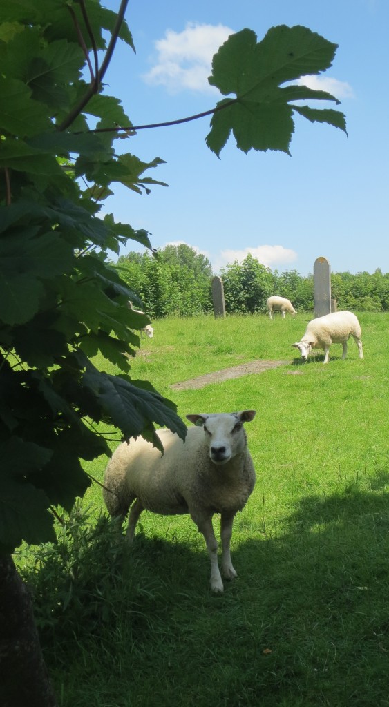 Westerdijkshorn