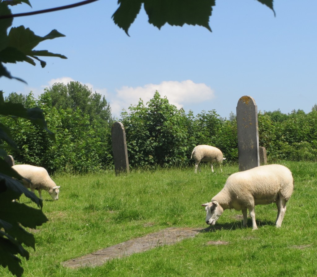 Westerdijkshorn