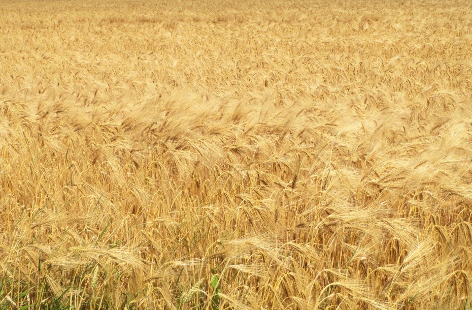 Gouden velden in de polders