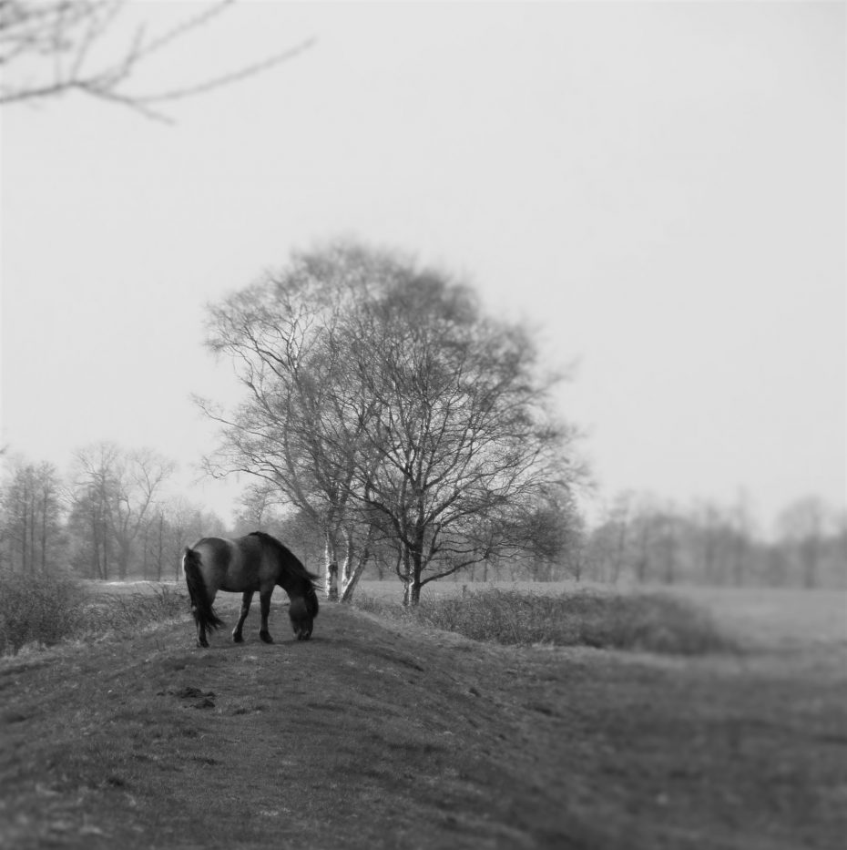 Konikpaard op de Linie bij Abeltjeshuis
